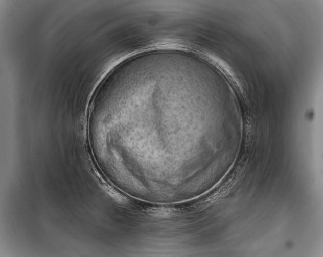 X0000100931236200807011214