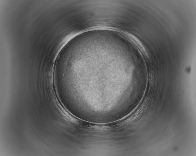 X0000100931244200807011214