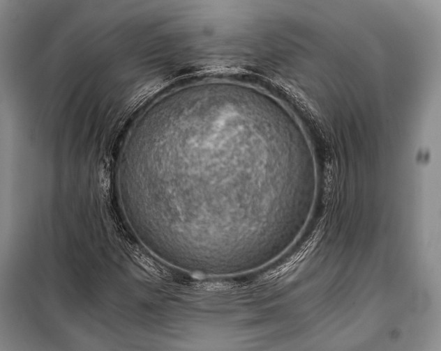 X0000100931257200807011213