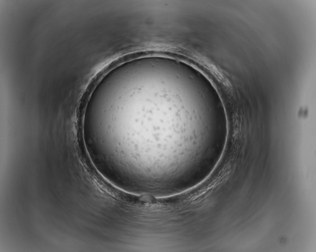 X0000100931264200807011213