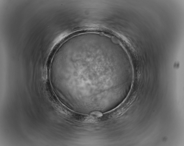 X0000100931267200807011213