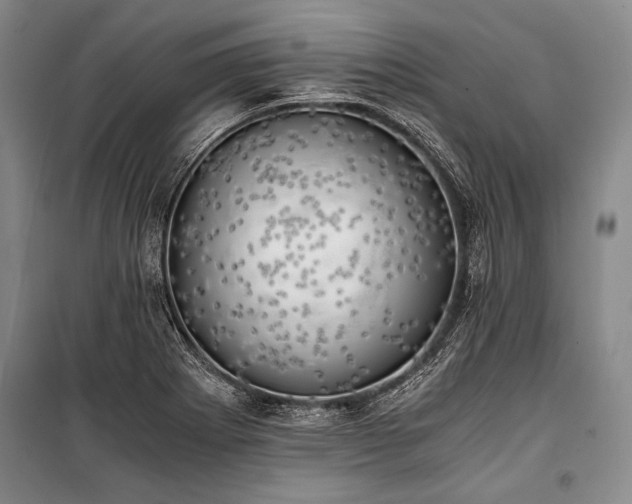 X0000100931273200807011213