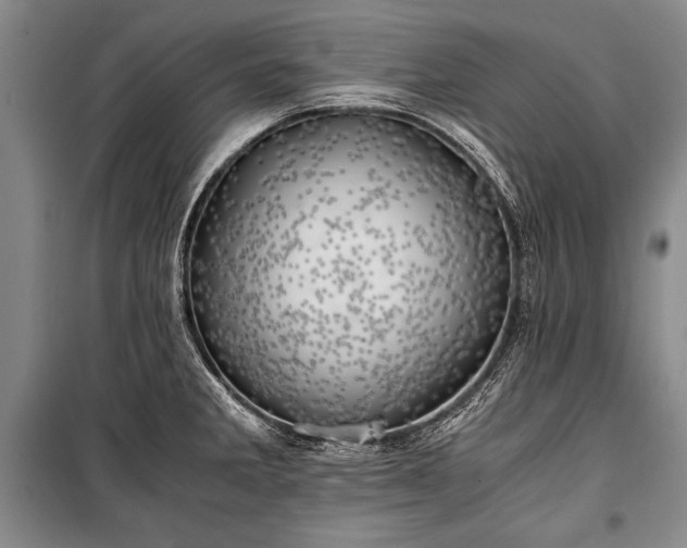 X0000100931285200807011213