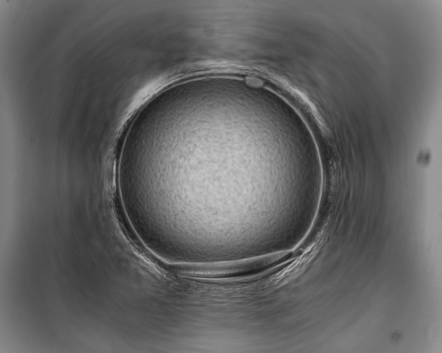 X0000100931365200807011211