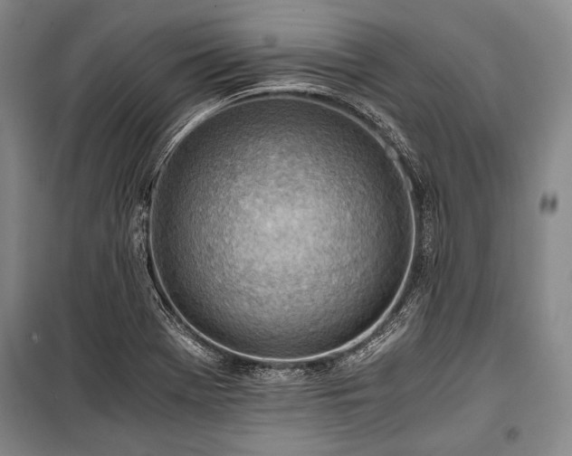 X0000100931369200807011211