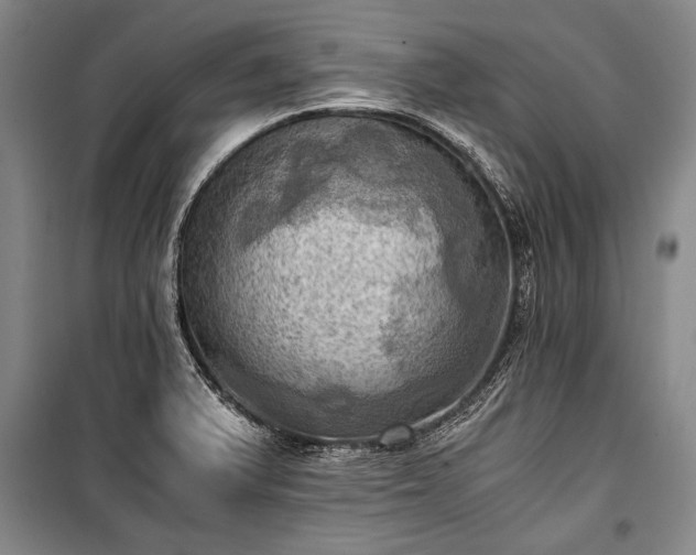 X0000100931375200807011211