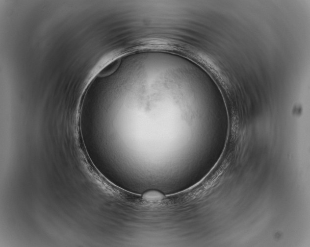 X0000100931378200807011211