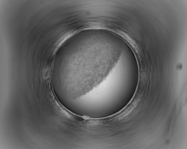 X0000100931385200807011211