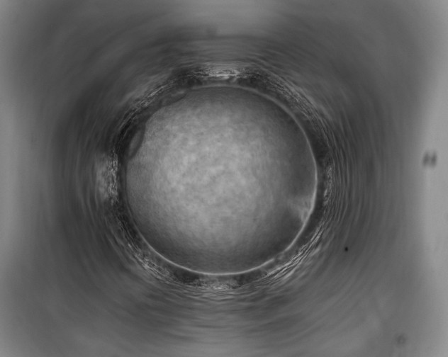 X0000100931394200807011210