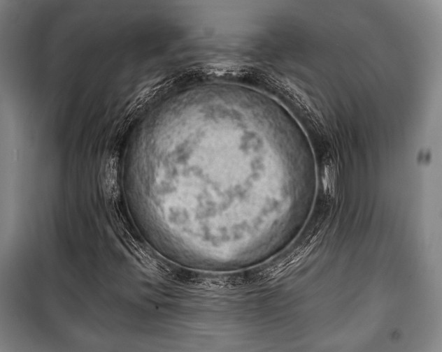 X0000100931396200807011210