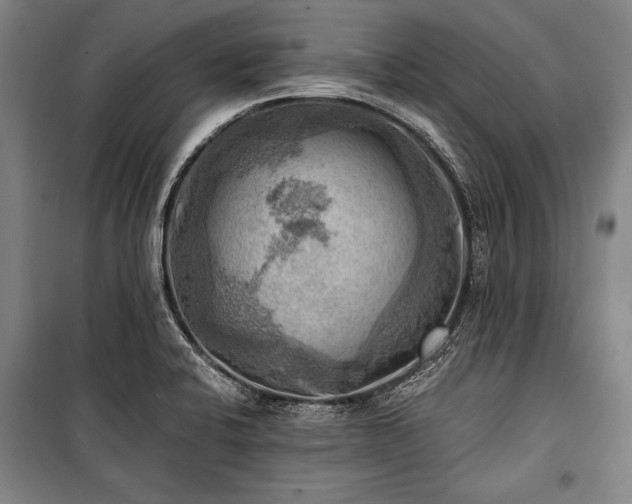 X0000100931424200807011210