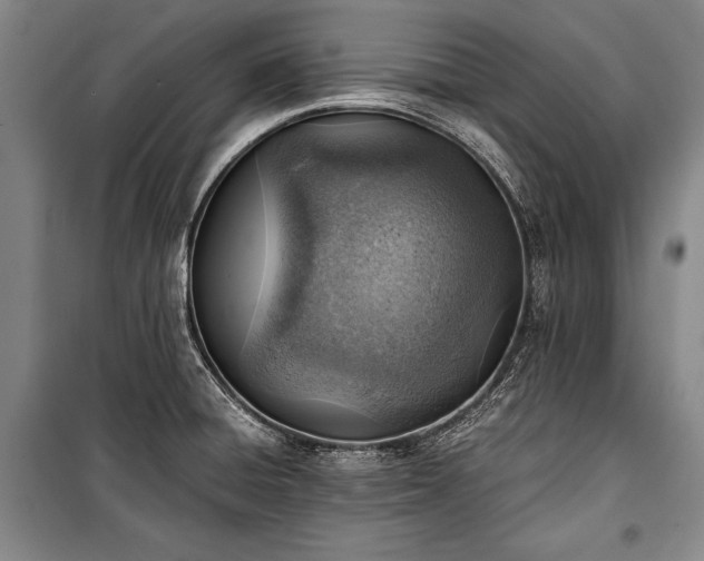 X0000100931428200807011211