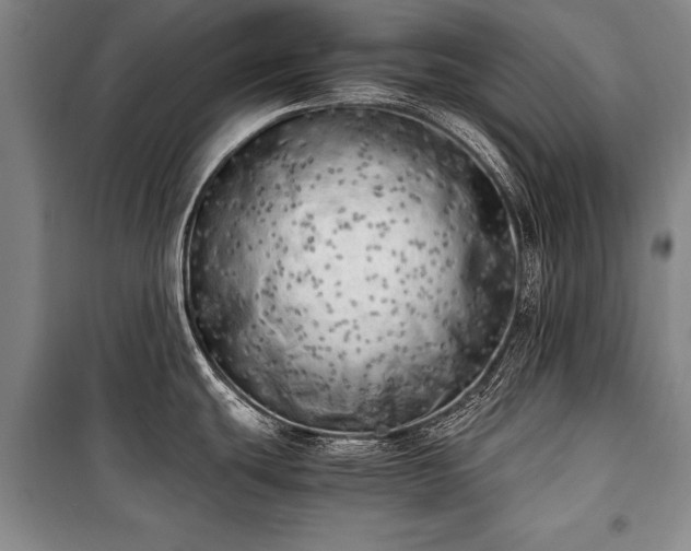 X0000100931439200807011211