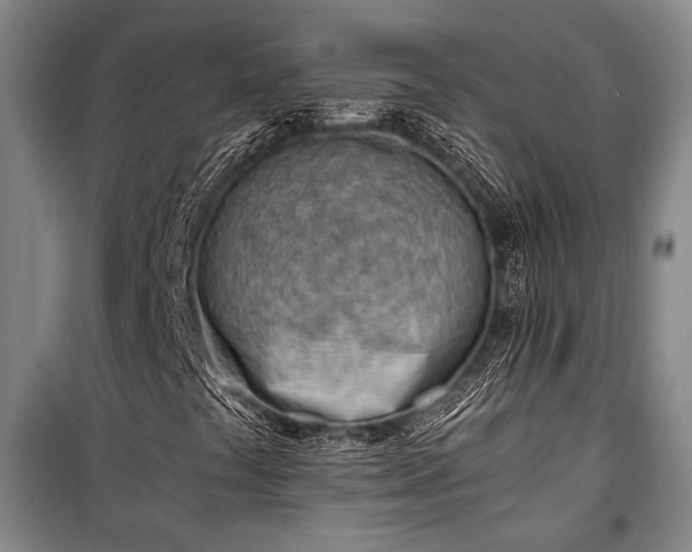 X0000100931441200807011210