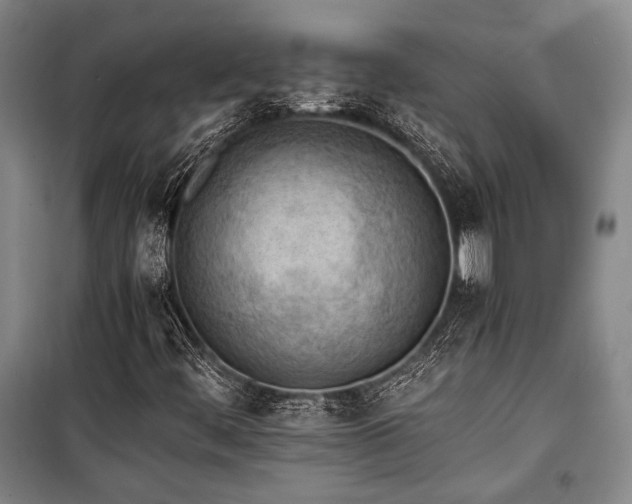 X0000100931444200807011210