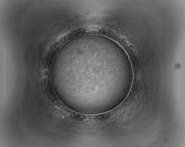 X0000100931445200807011210