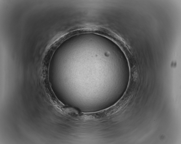 X0000100931448200807011210