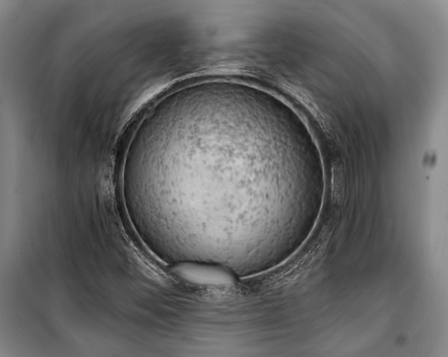 X0000100931452200807011210