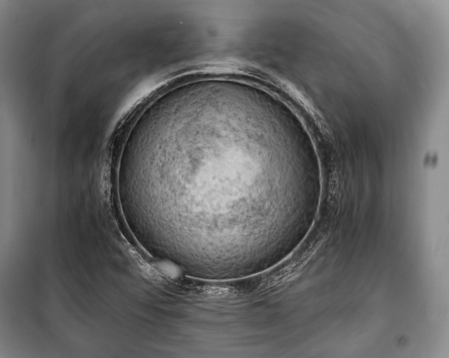 X0000100931456200807011210