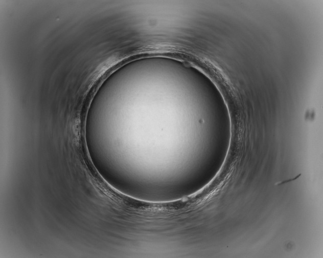 X0000100931457200807011210