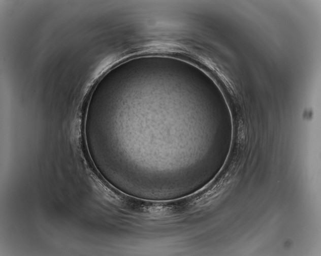 X0000100931459200807011210