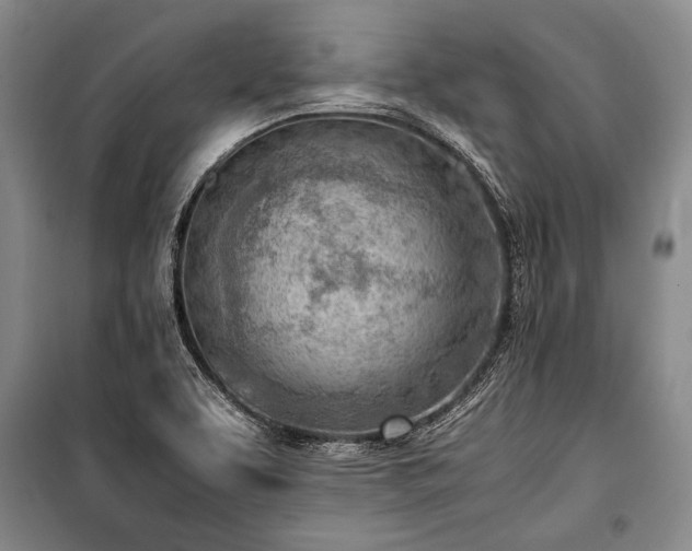 X0000100931463200807011210