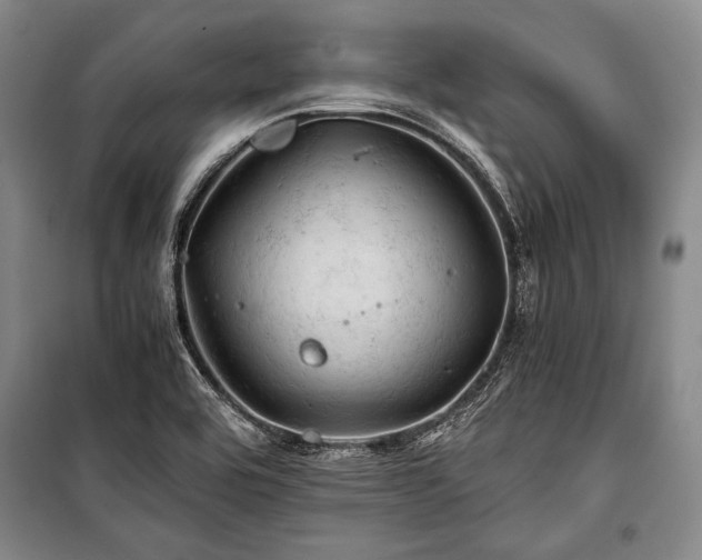 X0000100931464200807011210