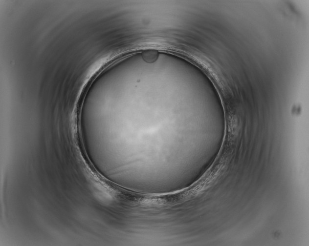 X0000100931466200807011209