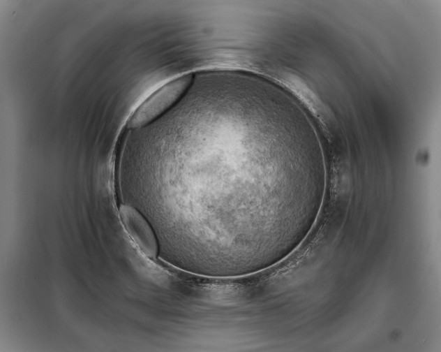 X0000100931468200807011209