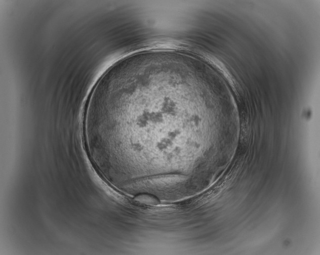 X0000100931483200807011209