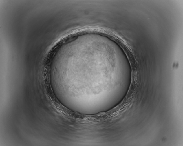 X0000100931496200807011209