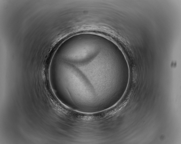 X0000100931497200807011209