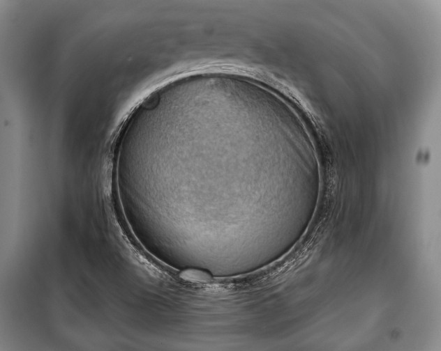 X0000100931504200807011209