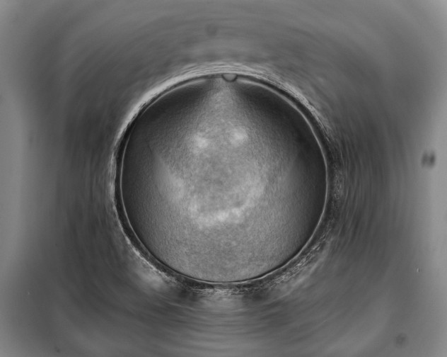 X0000100931508200807011209