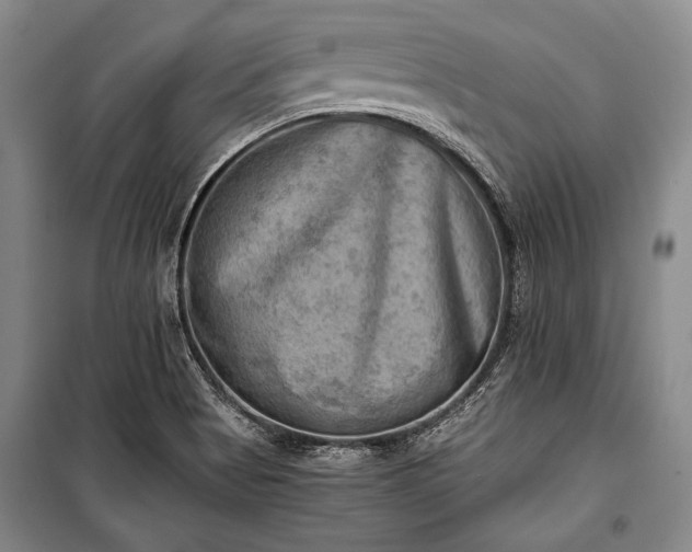 X0000100931513200807011209