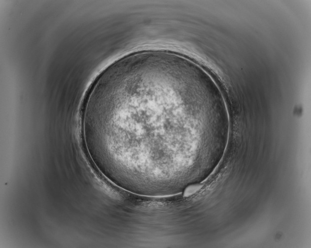 X0000100931517200807011209