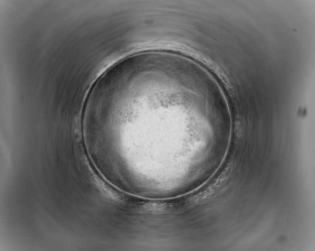 X0000100931521200807011209