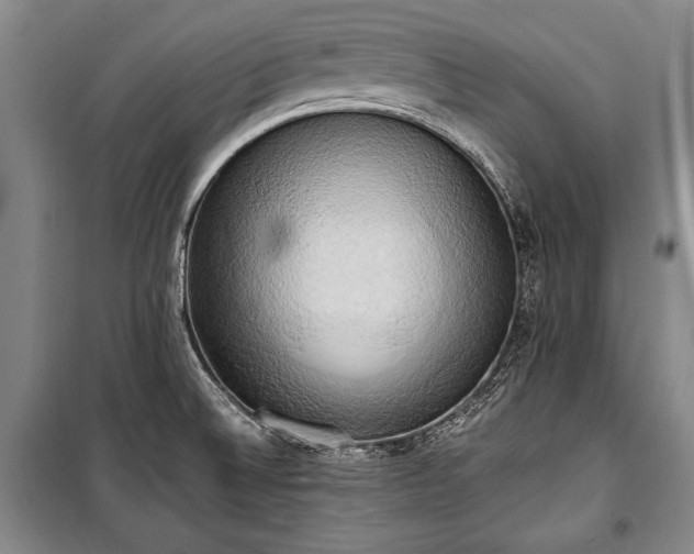 X0000100931524200807011209