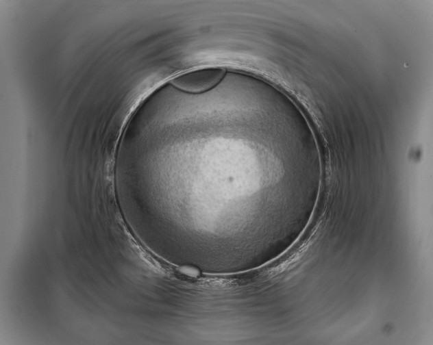 X0000100931529200807011209