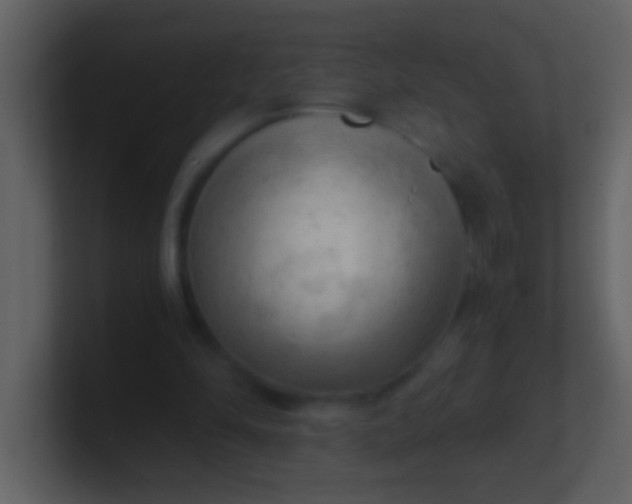 X0000100930294200807081219