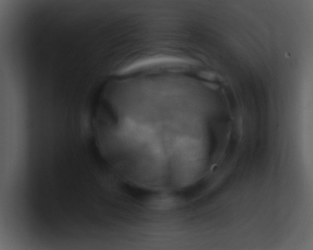 X0000100930316200807081218