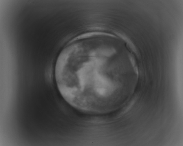 X0000100930434200807081216