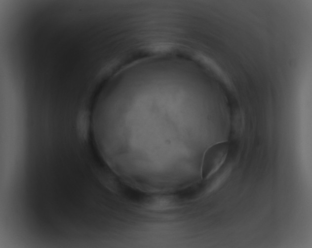 X0000100930495200807081216