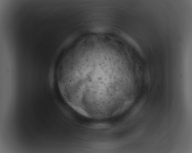 X0000100930586200807081215