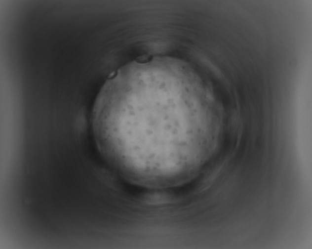 X0000100930655200807081214