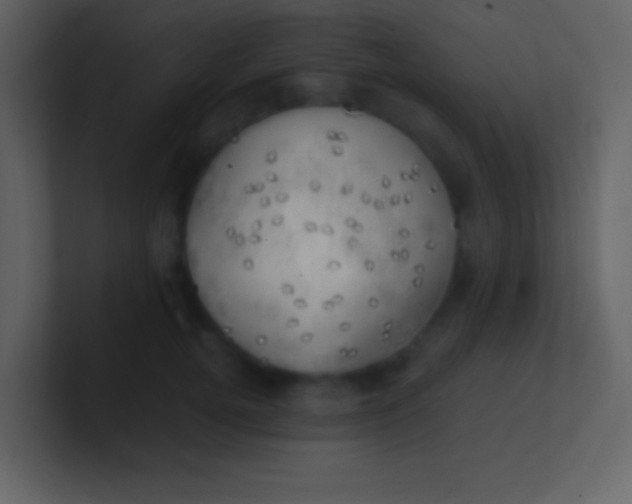 X0000100930752200807081212