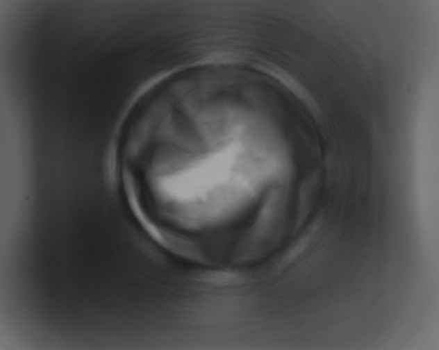 X0000100930838200807081211