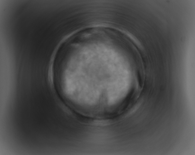 X0000100930840200807081211