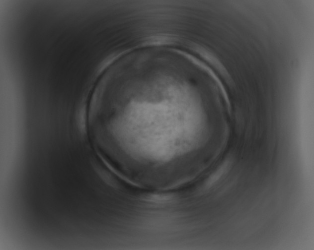 X0000100930842200807081211