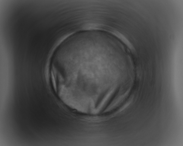 X0000100930885200807081210